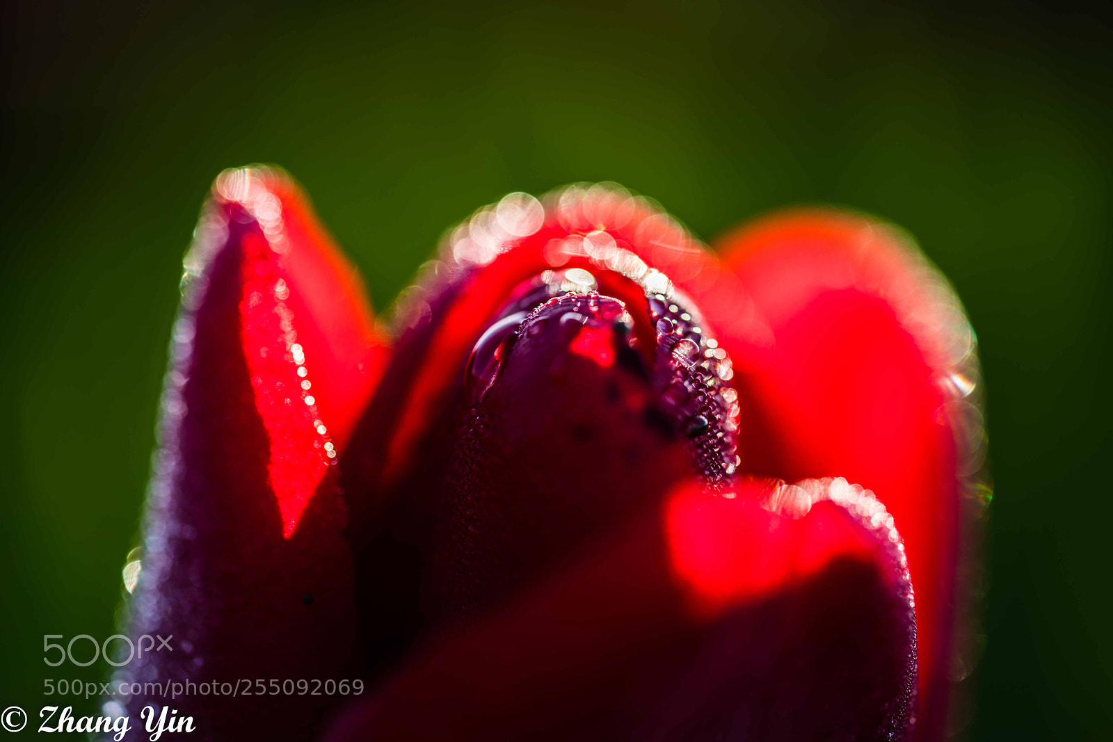 Sony a7R II sample photo. Tulip with morning dew photography