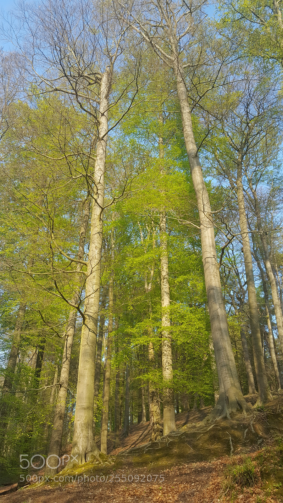 Samsung GALAXY S6 edge sample photo. Forest photography