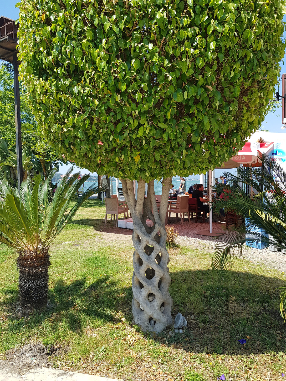 Samsung Galaxy S8 sample photo. Pretty tree in turkey. photography