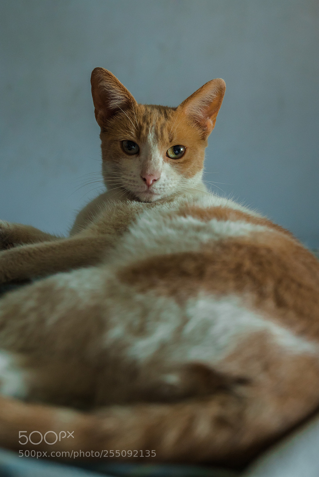 Sony a7S II sample photo. Deseo photography