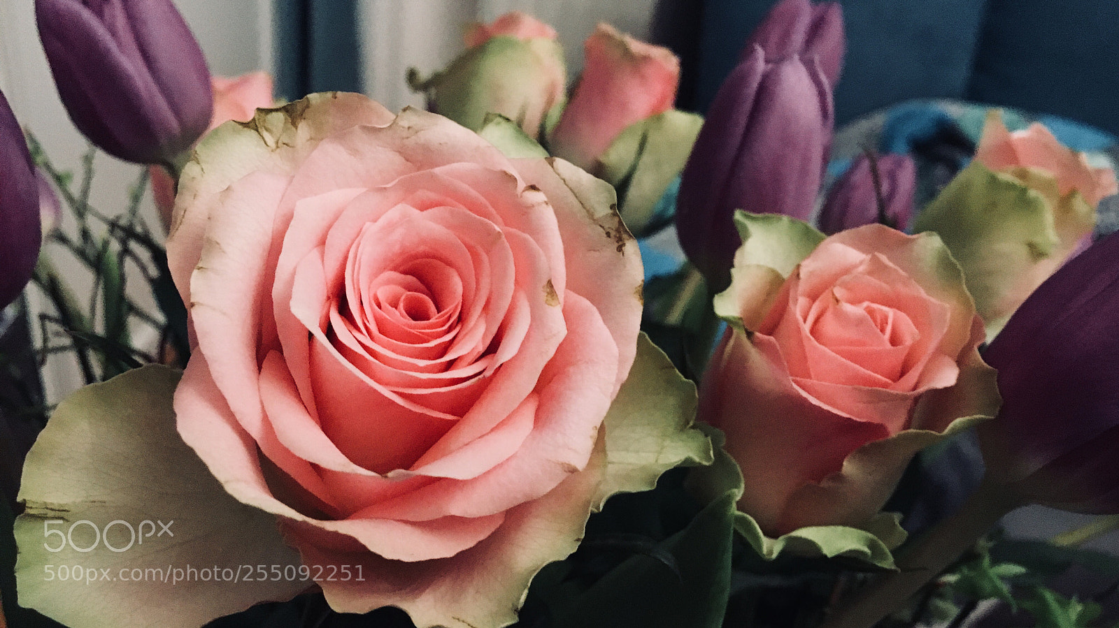 Apple iPhone 6s sample photo. Roses  photography