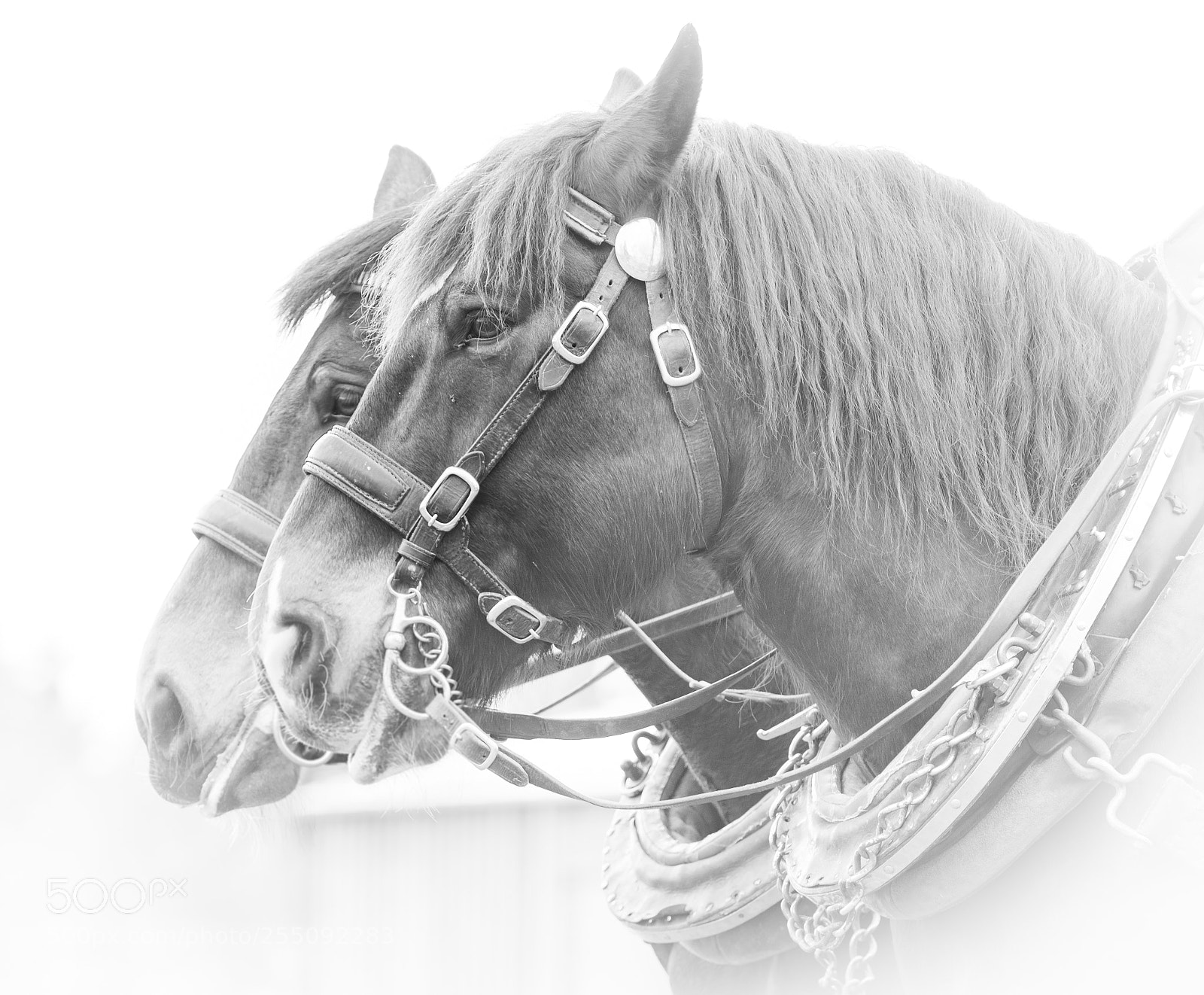 Nikon D5300 sample photo. Pferde photography