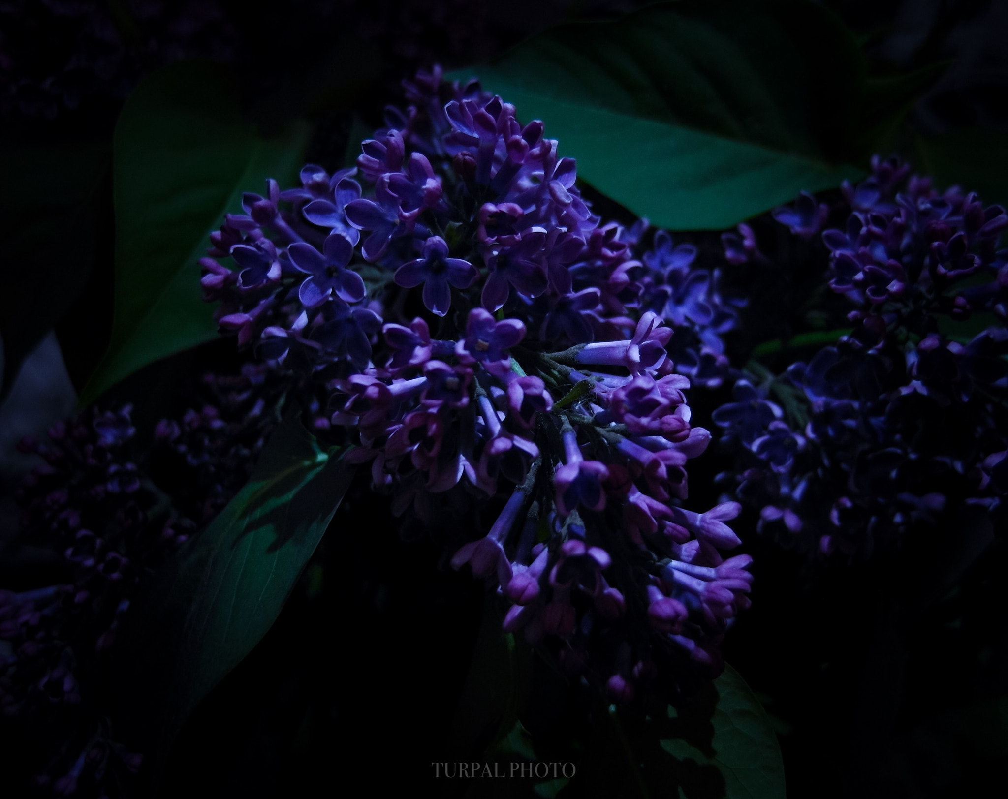 Samsung EX1 sample photo. Flowers  photography