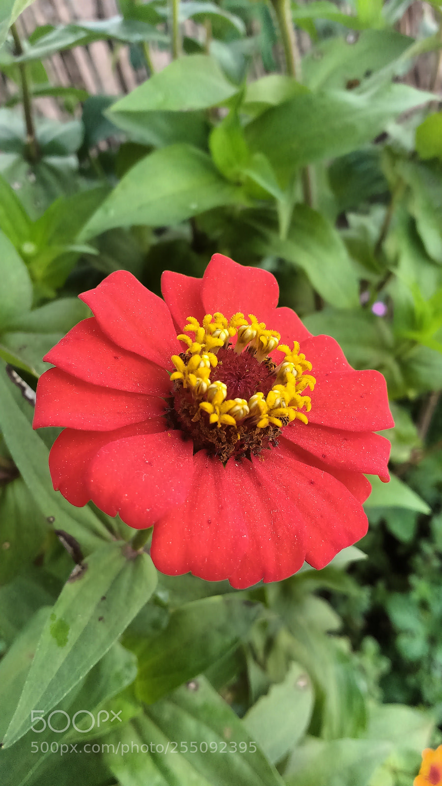 Motorola MotoG3 sample photo. Img_20180424_090436349.jpg photography