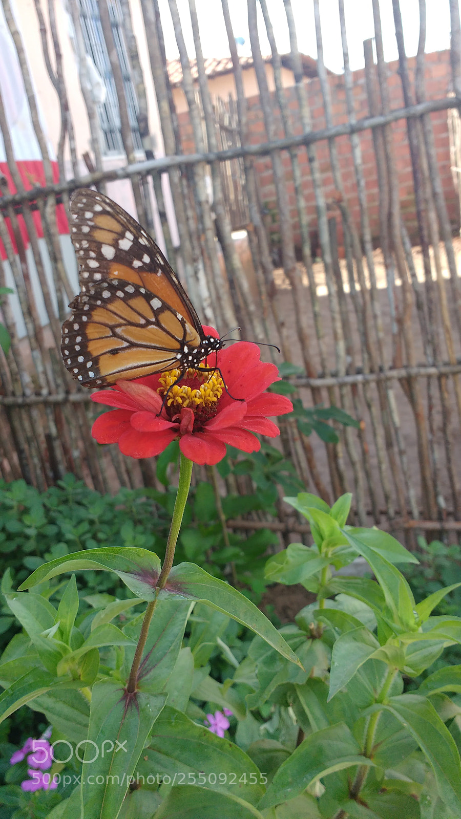 Motorola MotoG3 sample photo. Img_20180424_090600474.jpg photography