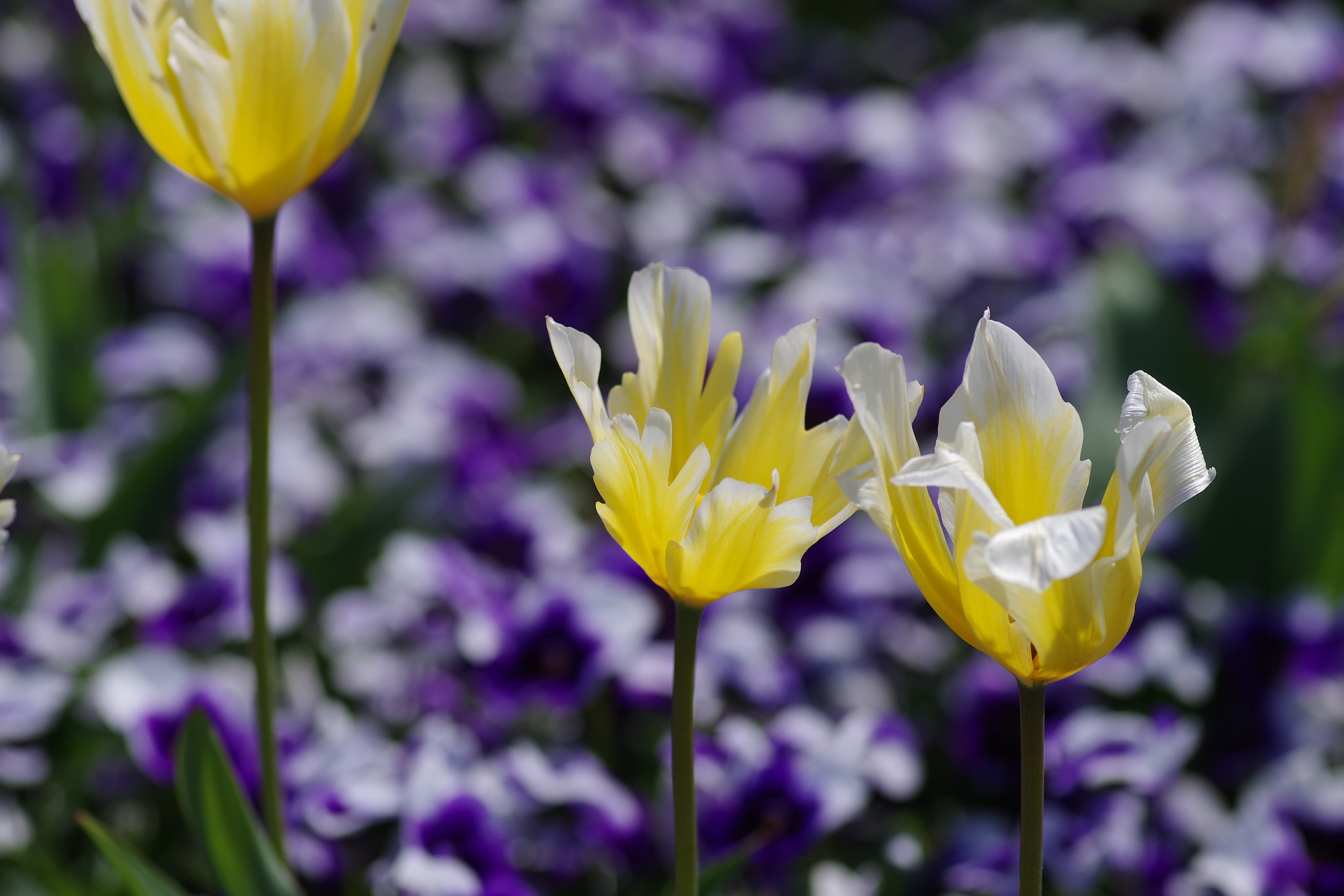 Pentax K-S2 sample photo. Tulip 2018 #6 and viola photography