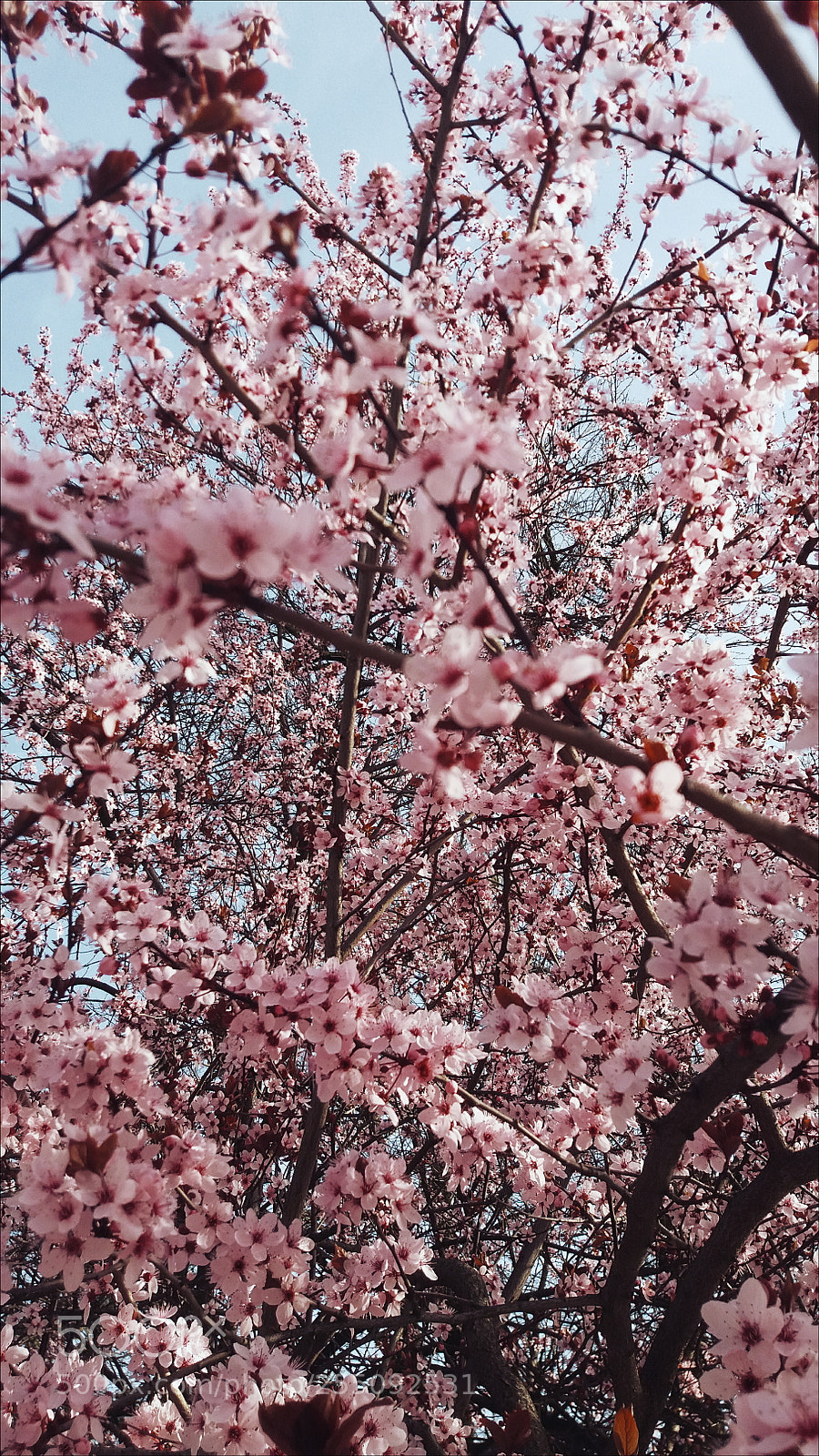 Samsung Galaxy J5 sample photo. Pink photography