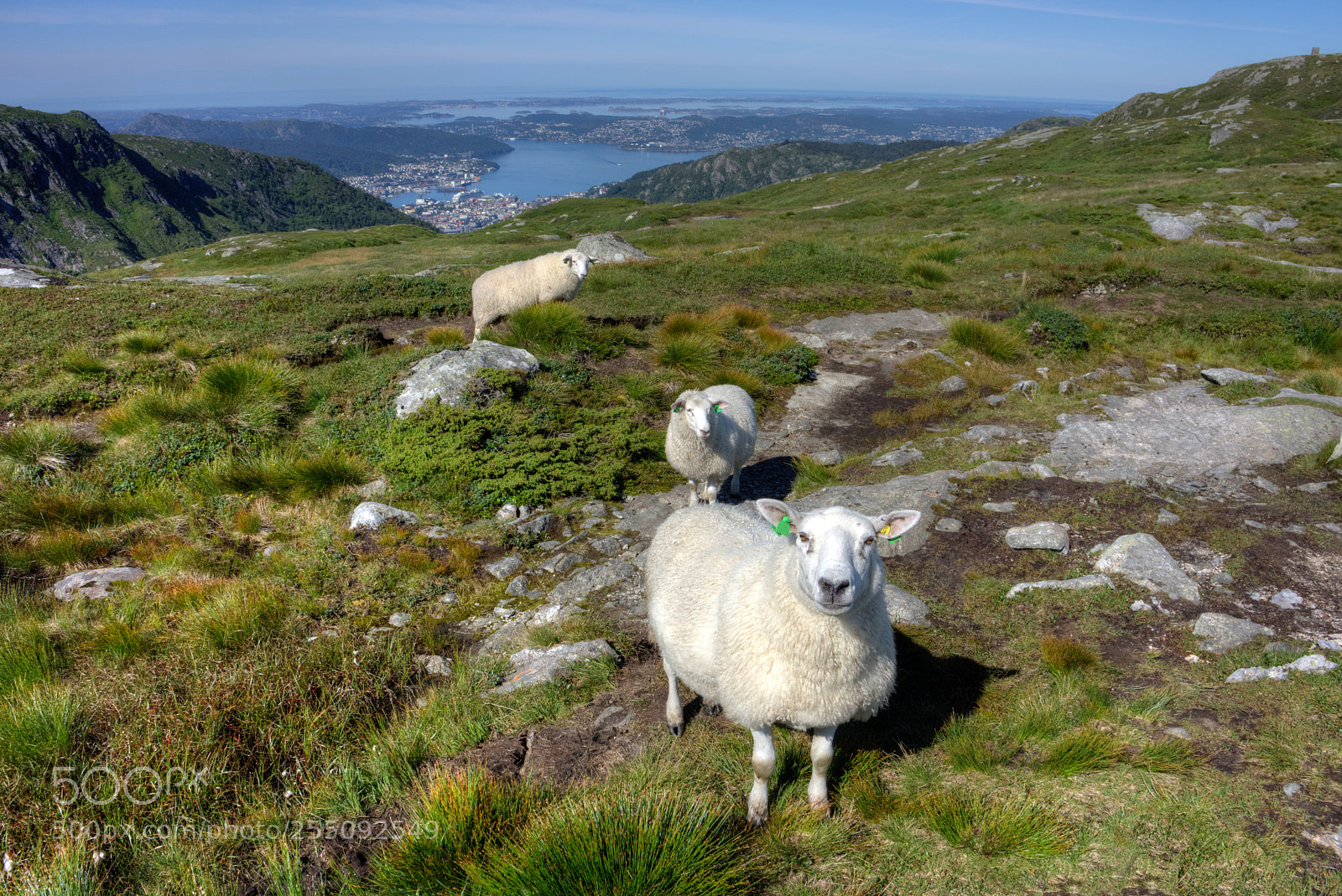 Sony Alpha NEX-7 sample photo. Hiking buddies photography
