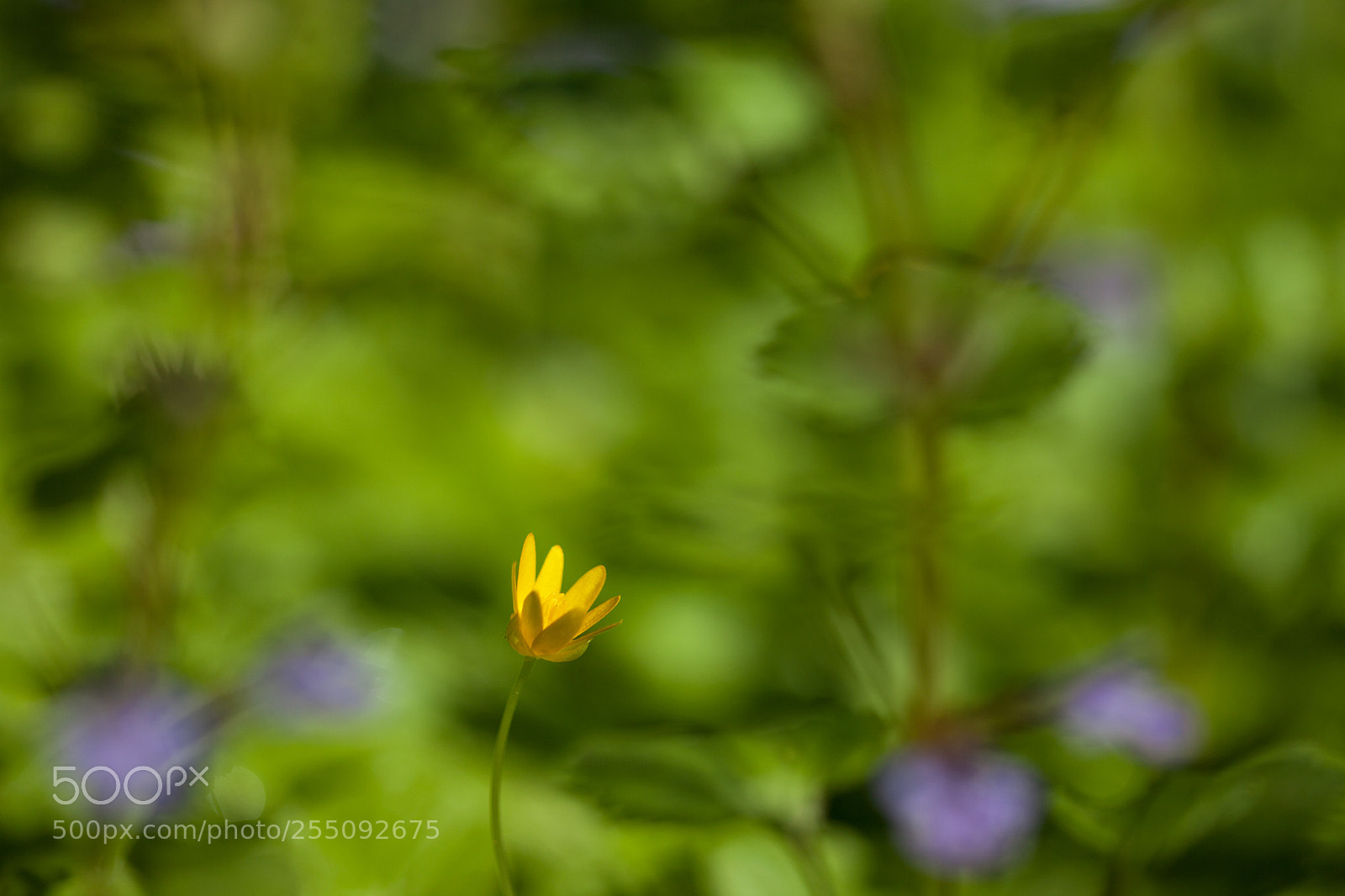 Canon EOS 5D Mark II sample photo. Alone photography