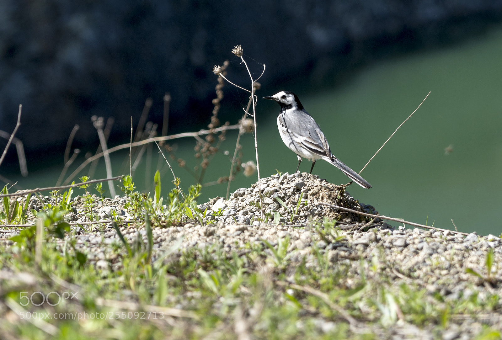 Nikon D7200 sample photo. Fearless bird photography