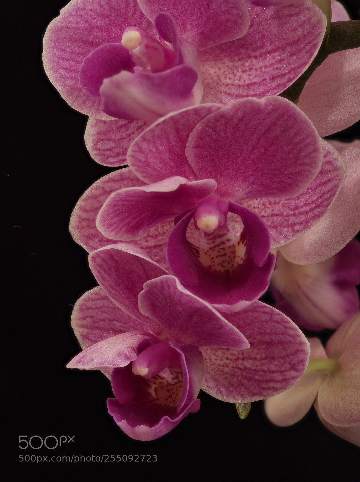Olympus OM-D E-M5 II sample photo. Miniature orchid photography