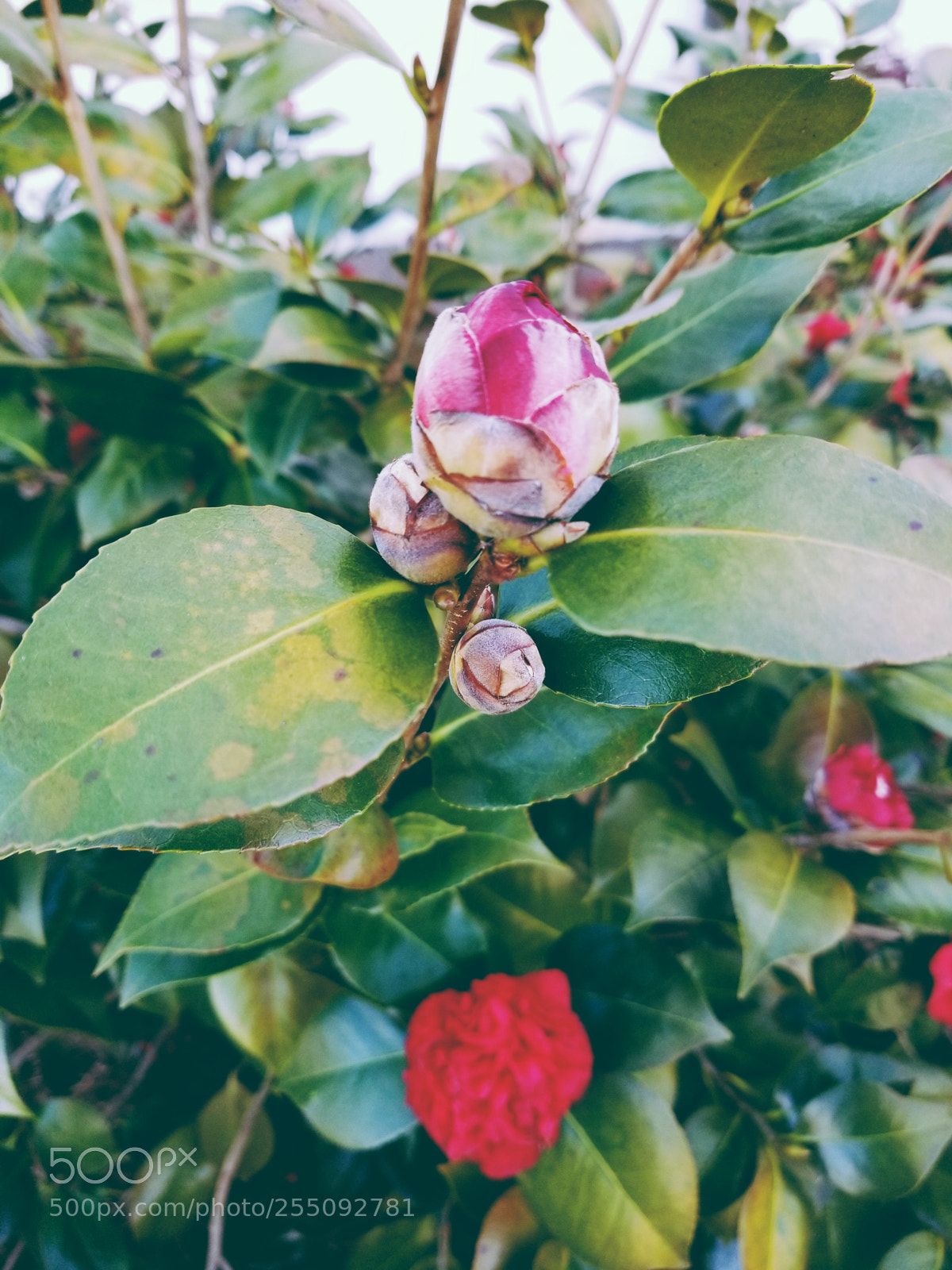 Samsung Galaxy S8+ sample photo. Budding photography