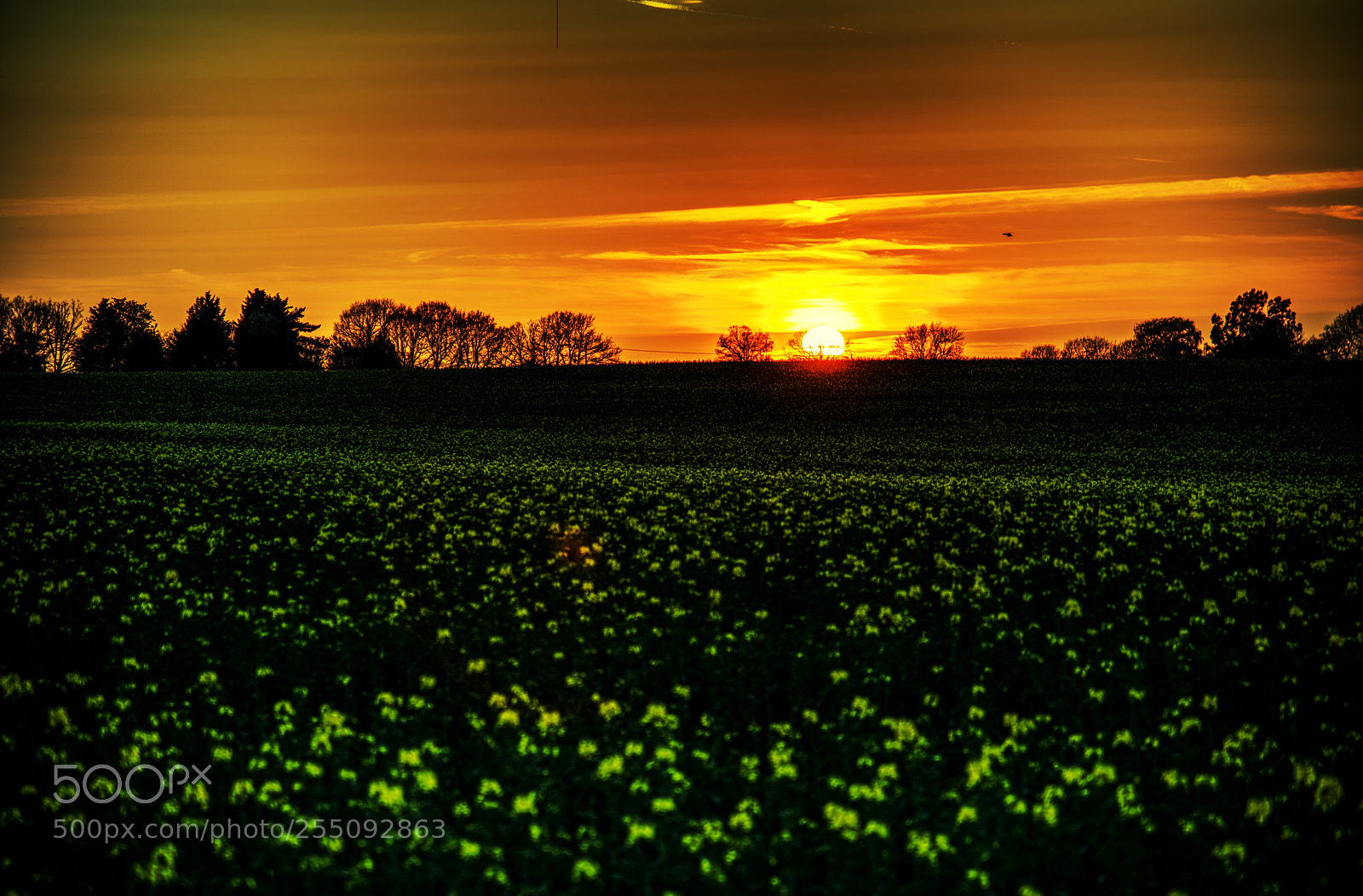 Nikon D810 sample photo. Sunset over the rapeseed photography