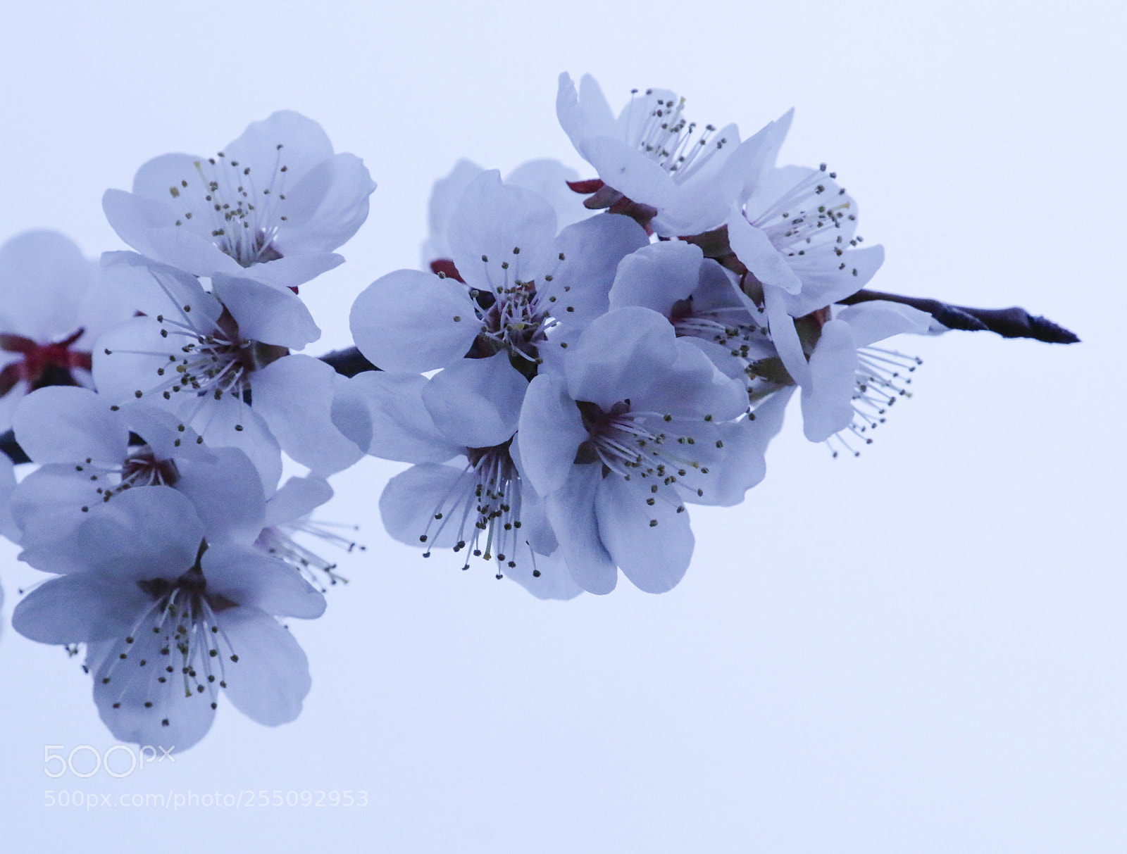 Canon EOS 70D sample photo. Apricot flowers are in photography
