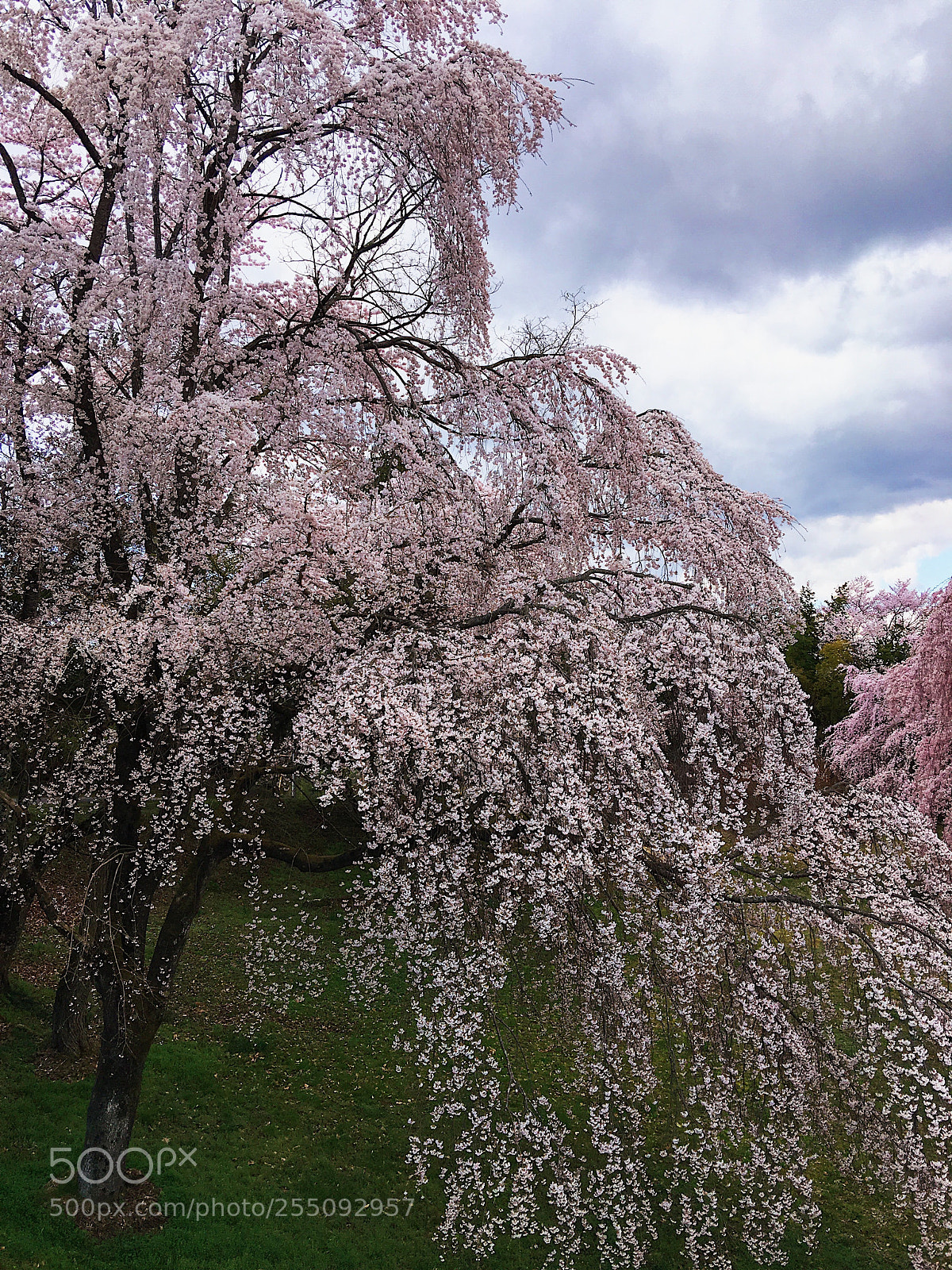 Apple iPhone 6s Plus sample photo. Ｓａｋｕｒａ photography