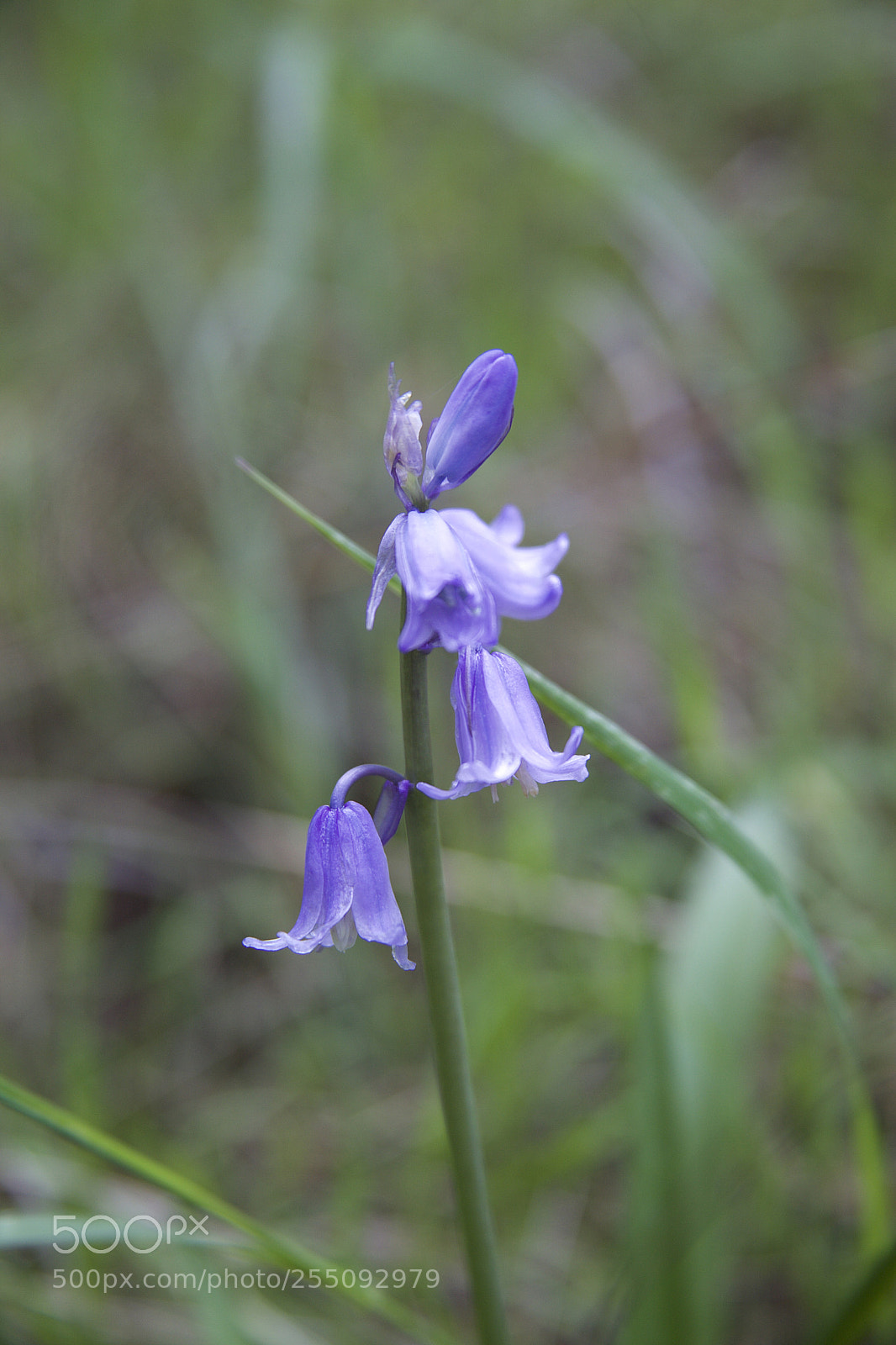 Canon EOS 5D Mark II sample photo. Macro / wildflower photography
