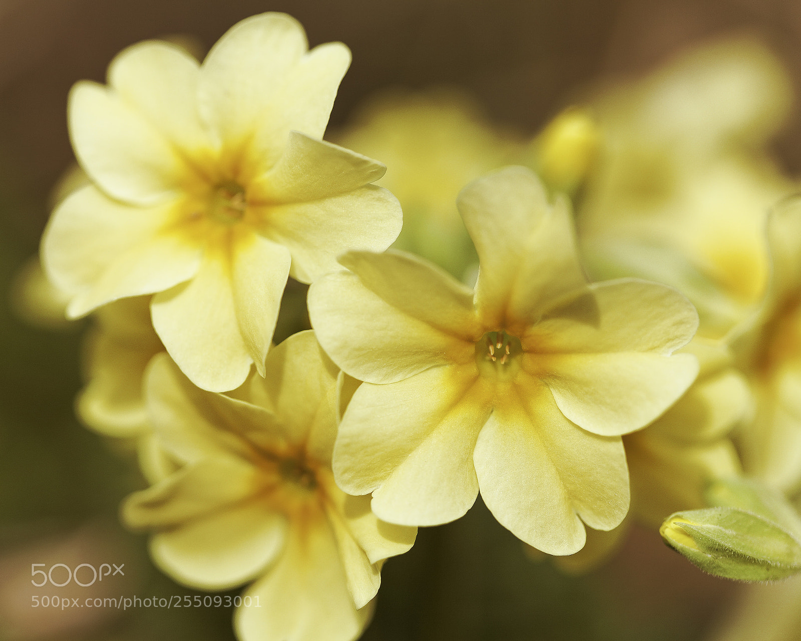 Canon EOS 5D Mark II sample photo. Yellow photography