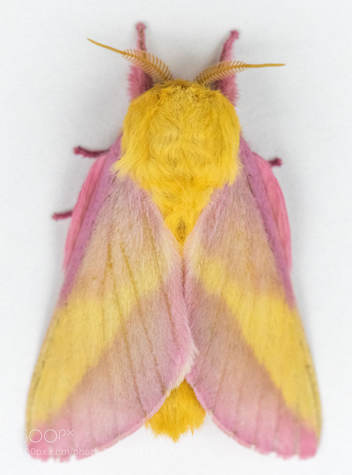Nikon D750 sample photo. Rosy maple moth photography