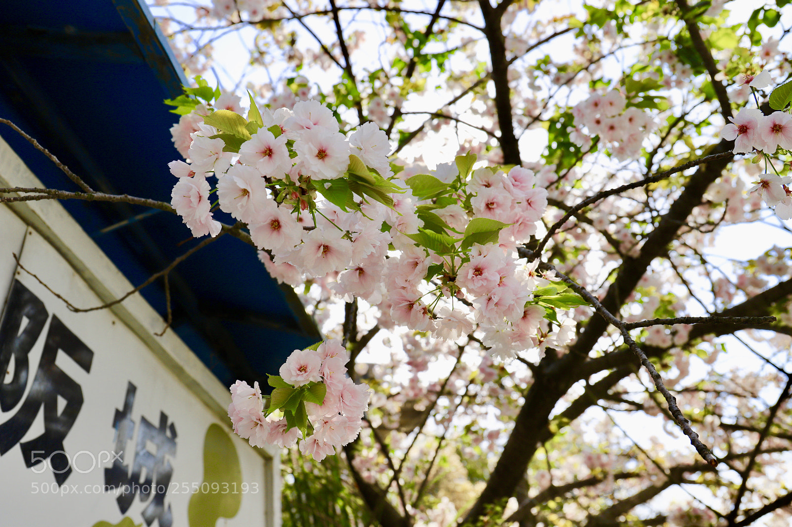 Canon EOS 6D Mark II sample photo. Untitled photography