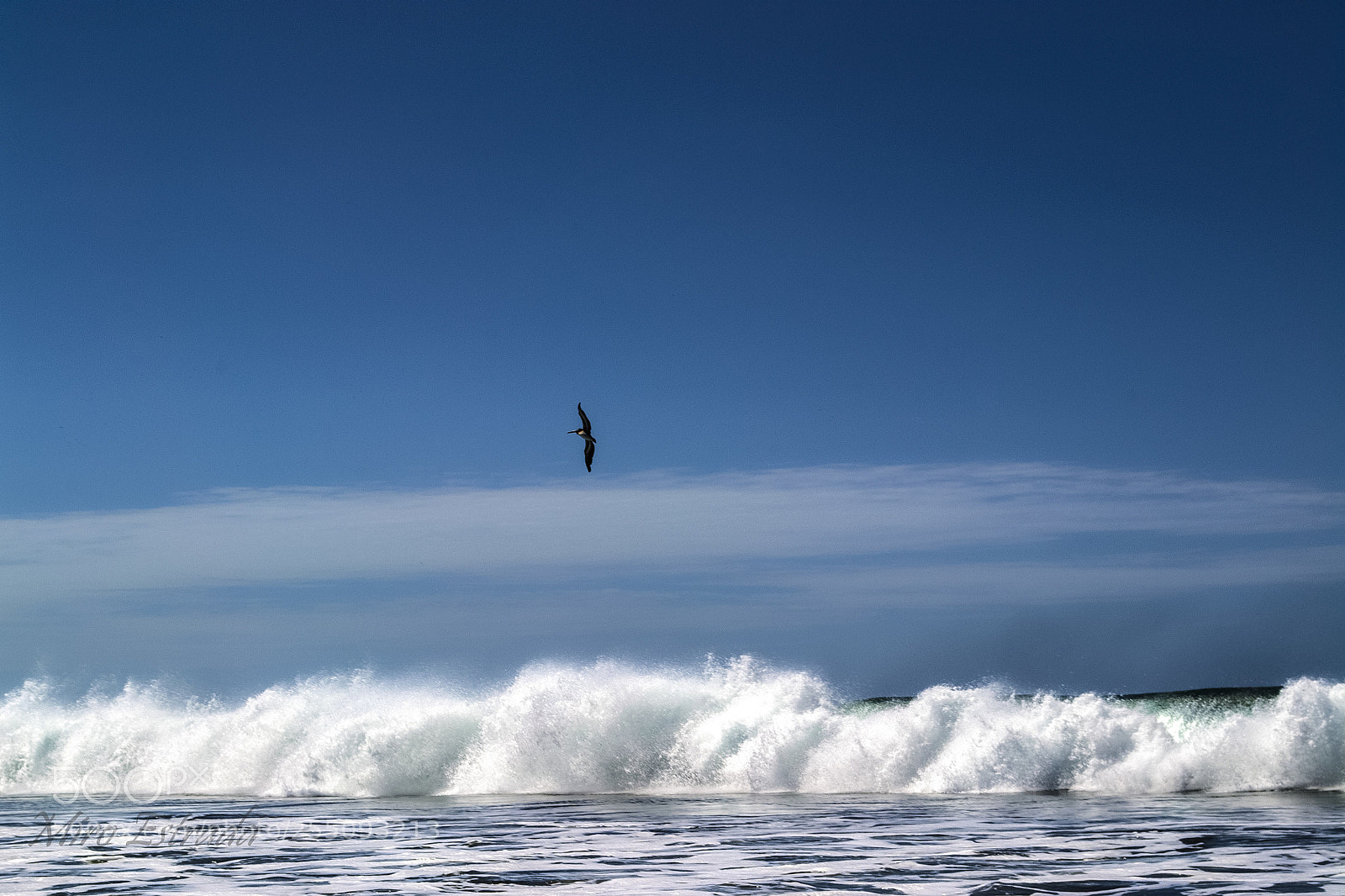 Nikon D3100 sample photo. Flying photography