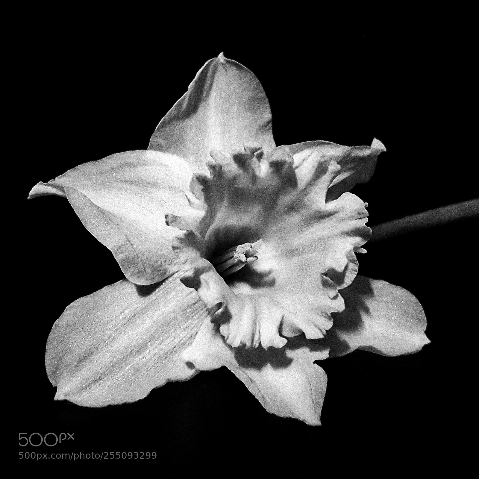 Samsung Galaxy S6 sample photo. • daffodil in black & white • photography