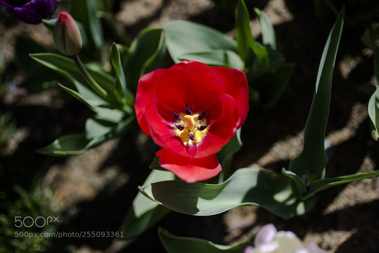 Nikon D810 sample photo. Untitled photography