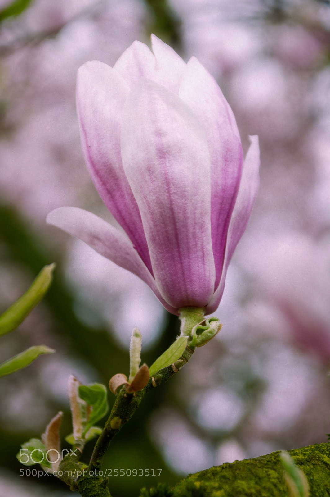 Pentax K-3 II sample photo. Magnolia photography