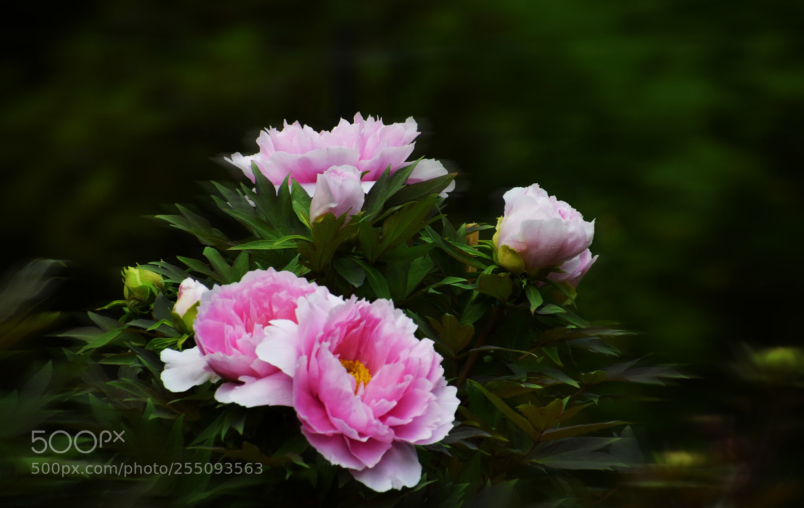 Nikon D3300 sample photo. Peony (5) photography