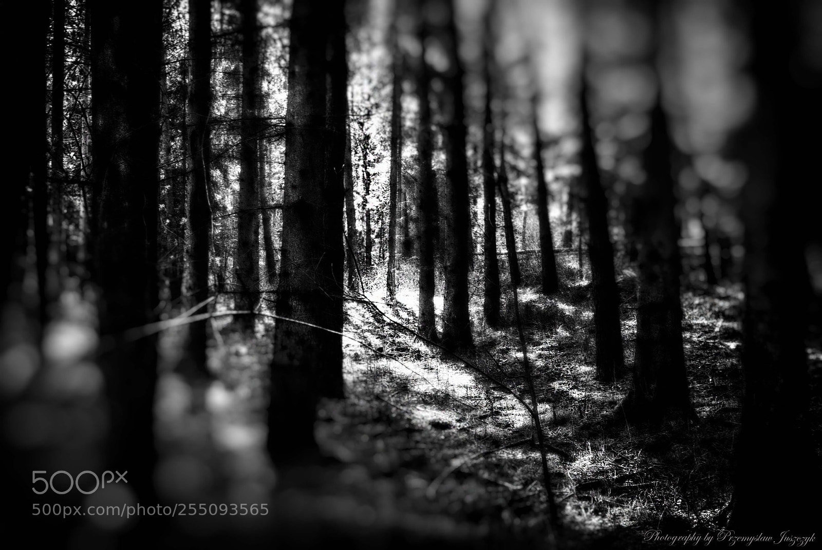 Sony Alpha DSLR-A100 sample photo. Forest photography