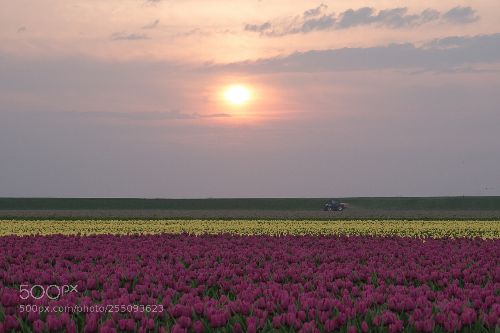Sony SLT-A99V sample photo. Tulips in holland photography