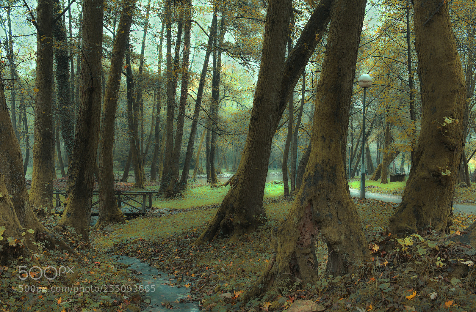 Nikon D610 sample photo. Forest photography
