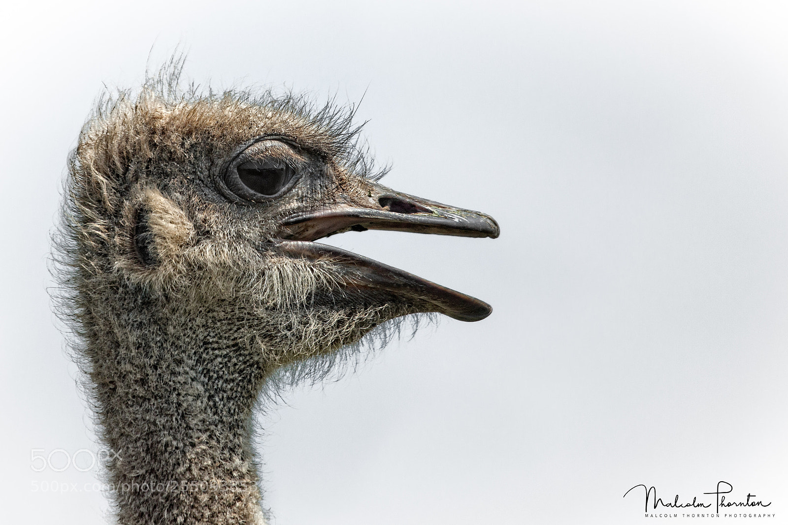 Canon EOS 5D Mark II sample photo. South african ostrich photography