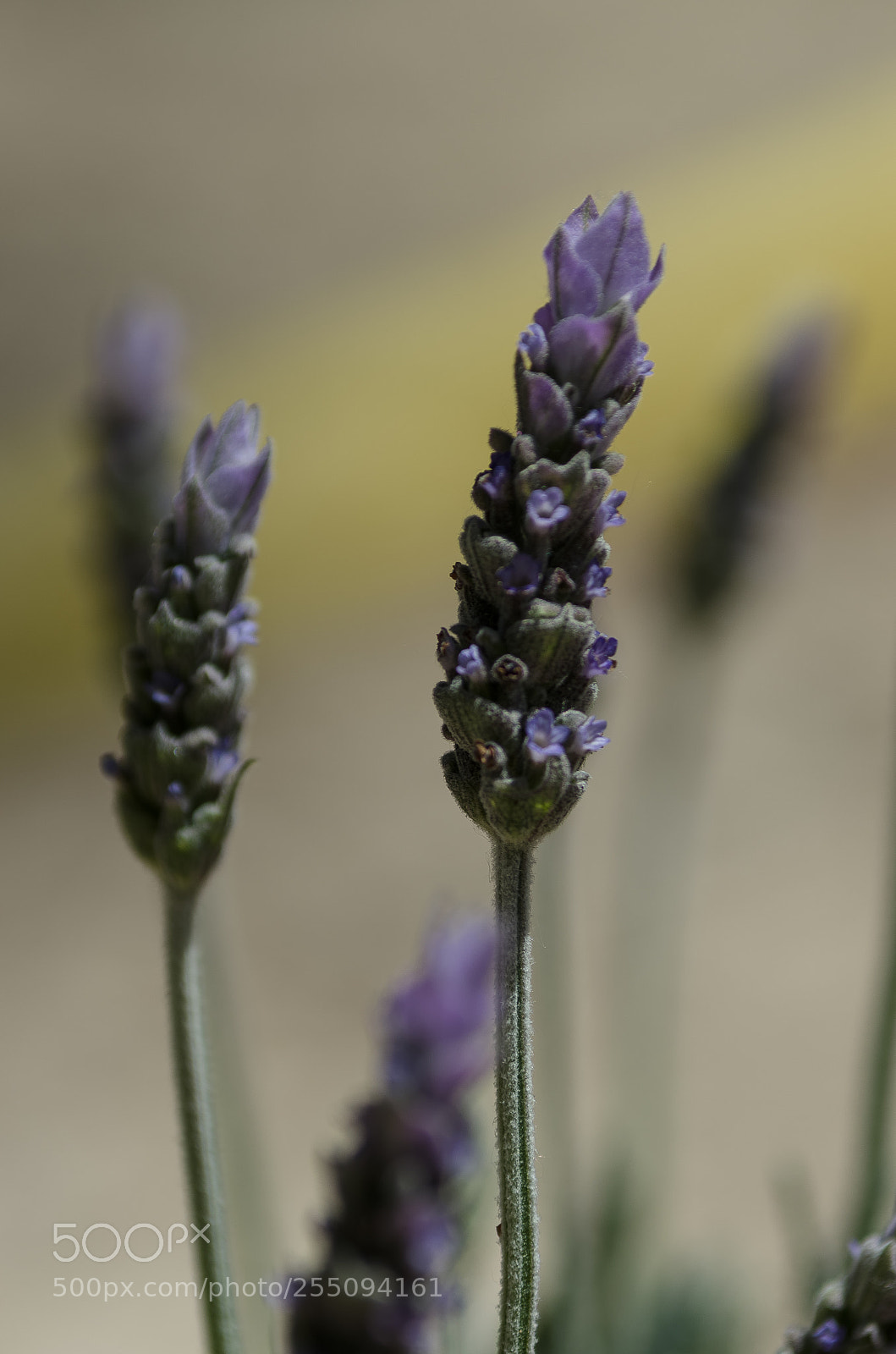 Pentax K-5 IIs sample photo. Lavanda photography