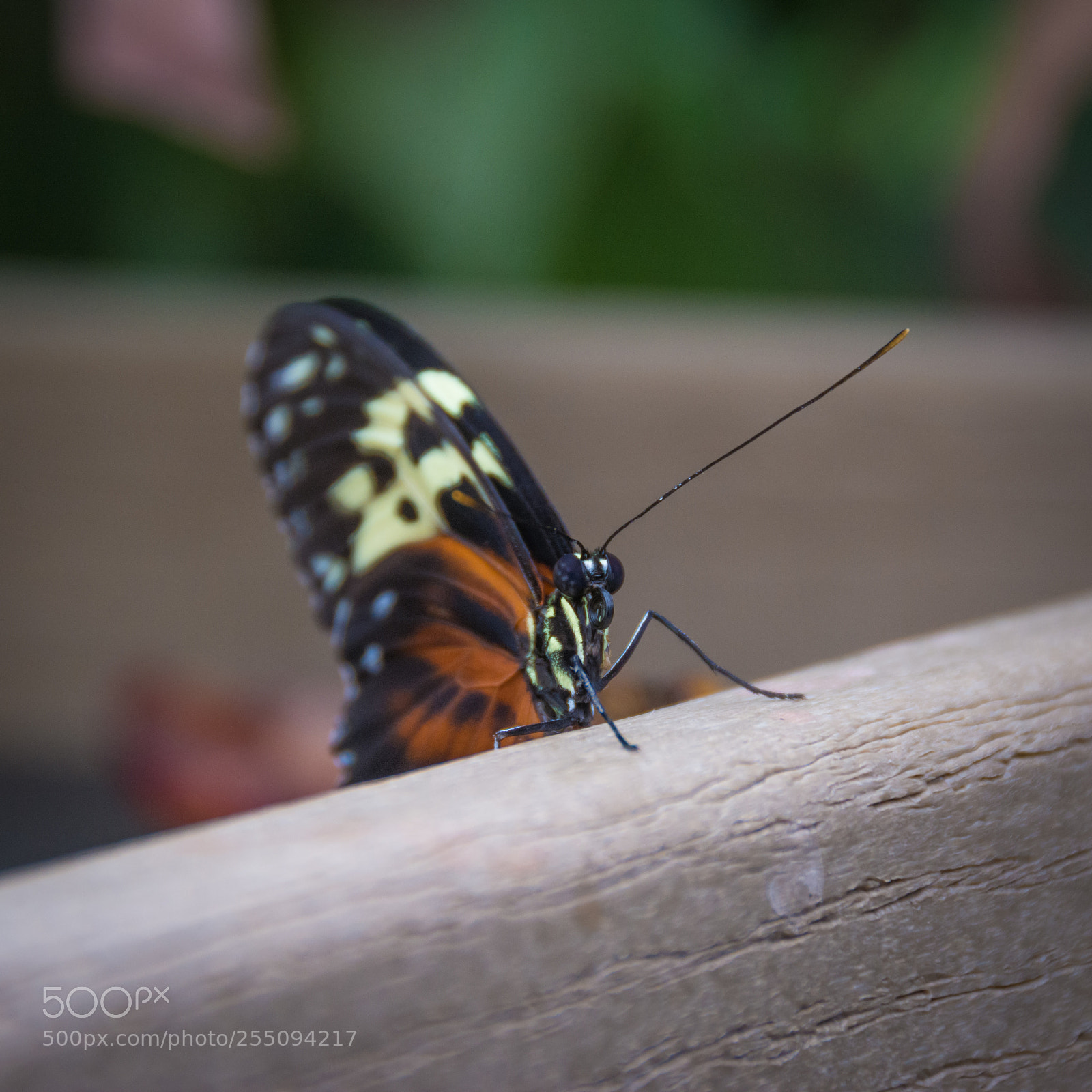Nikon D7100 sample photo. Hello butterfly photography