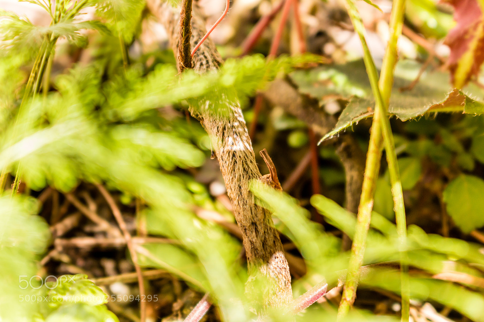 Canon EOS 750D (EOS Rebel T6i / EOS Kiss X8i) sample photo. Blurred plant photography