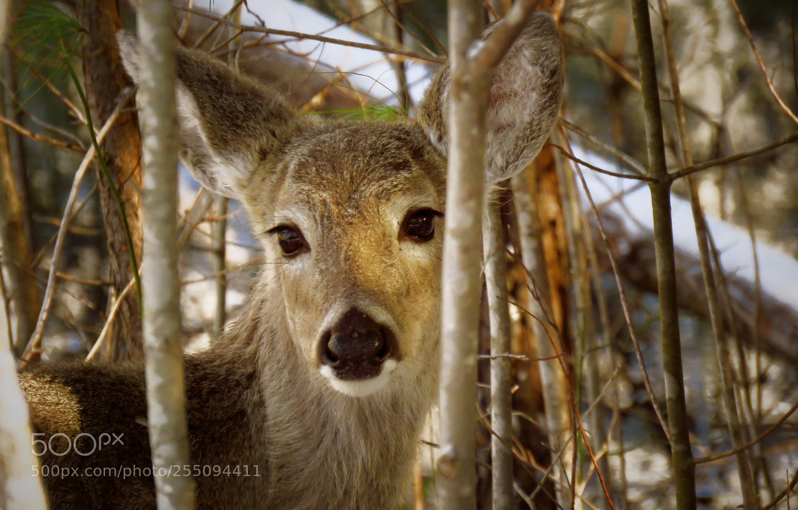 Canon PowerShot SX60 HS sample photo. Deer photography
