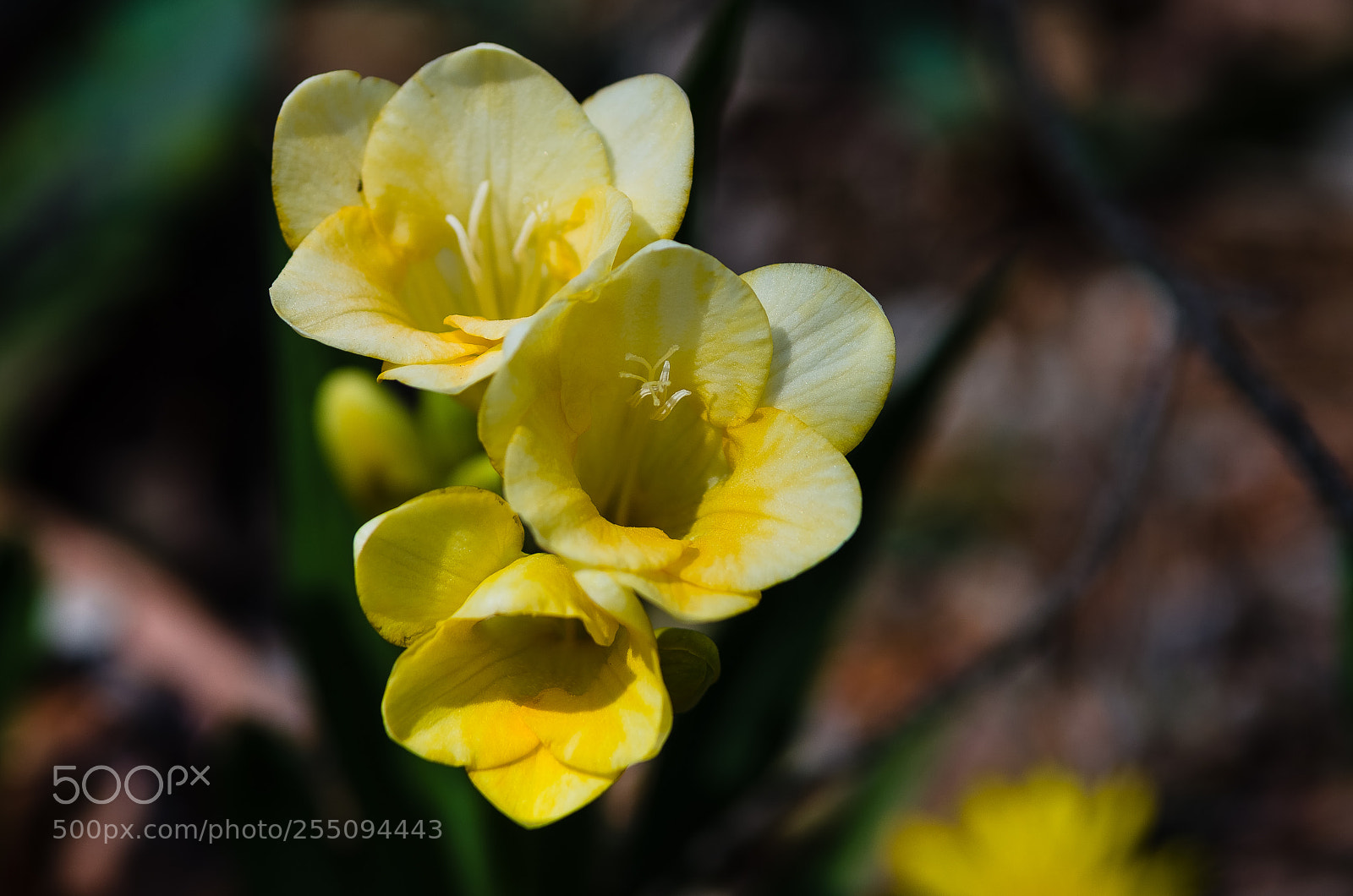 Pentax K-5 IIs sample photo. Amarille photography