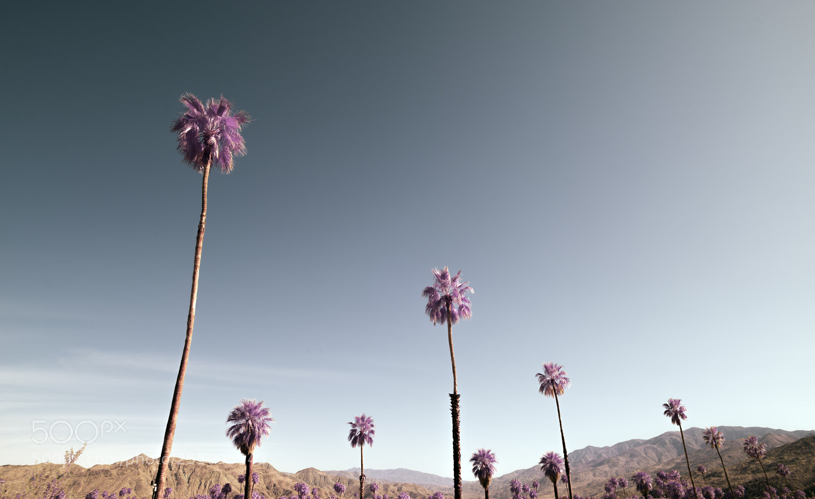 Sony a7R sample photo. Palm springs photography