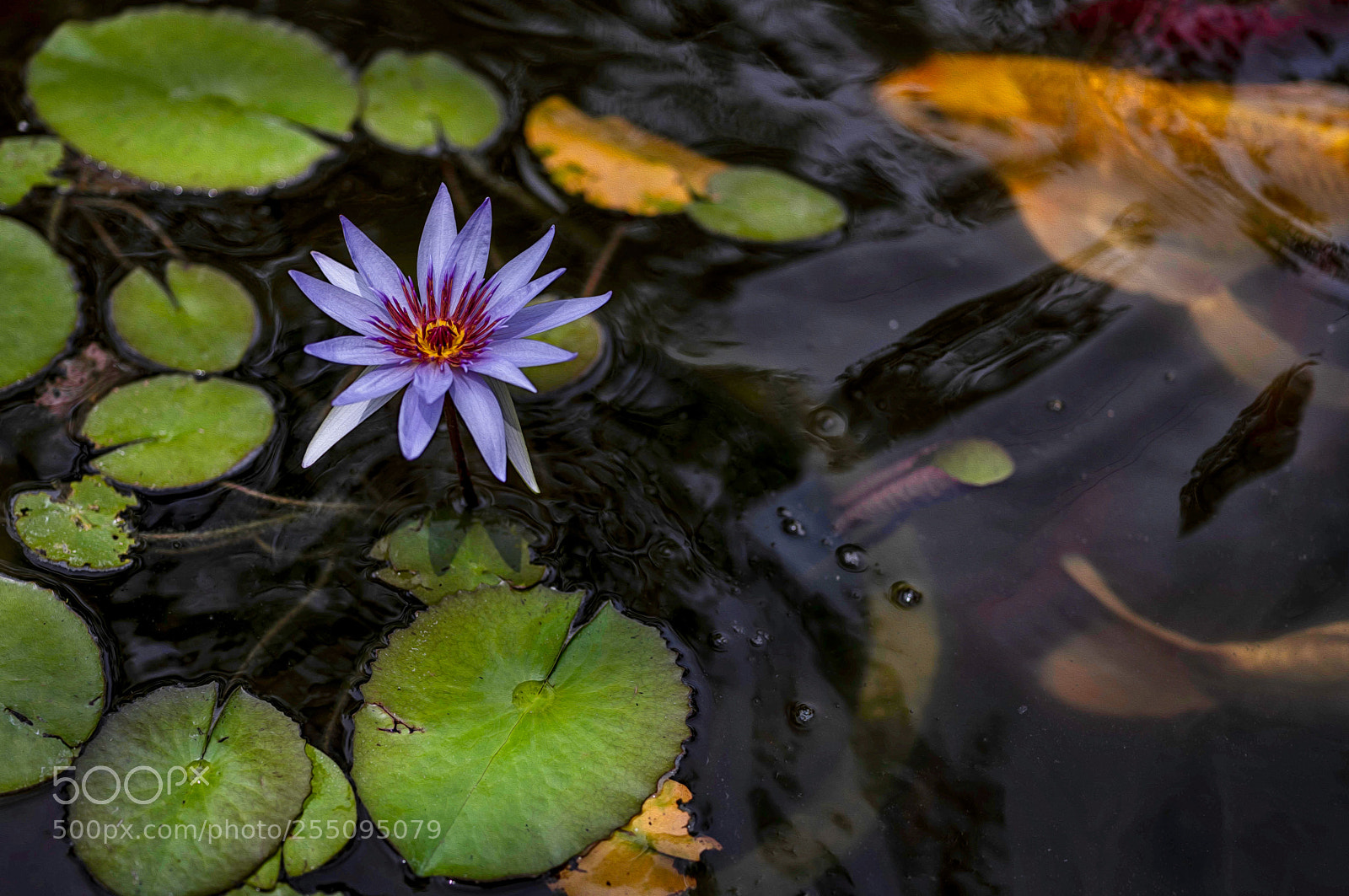 Fujifilm GFX 50S sample photo. Water garden photography