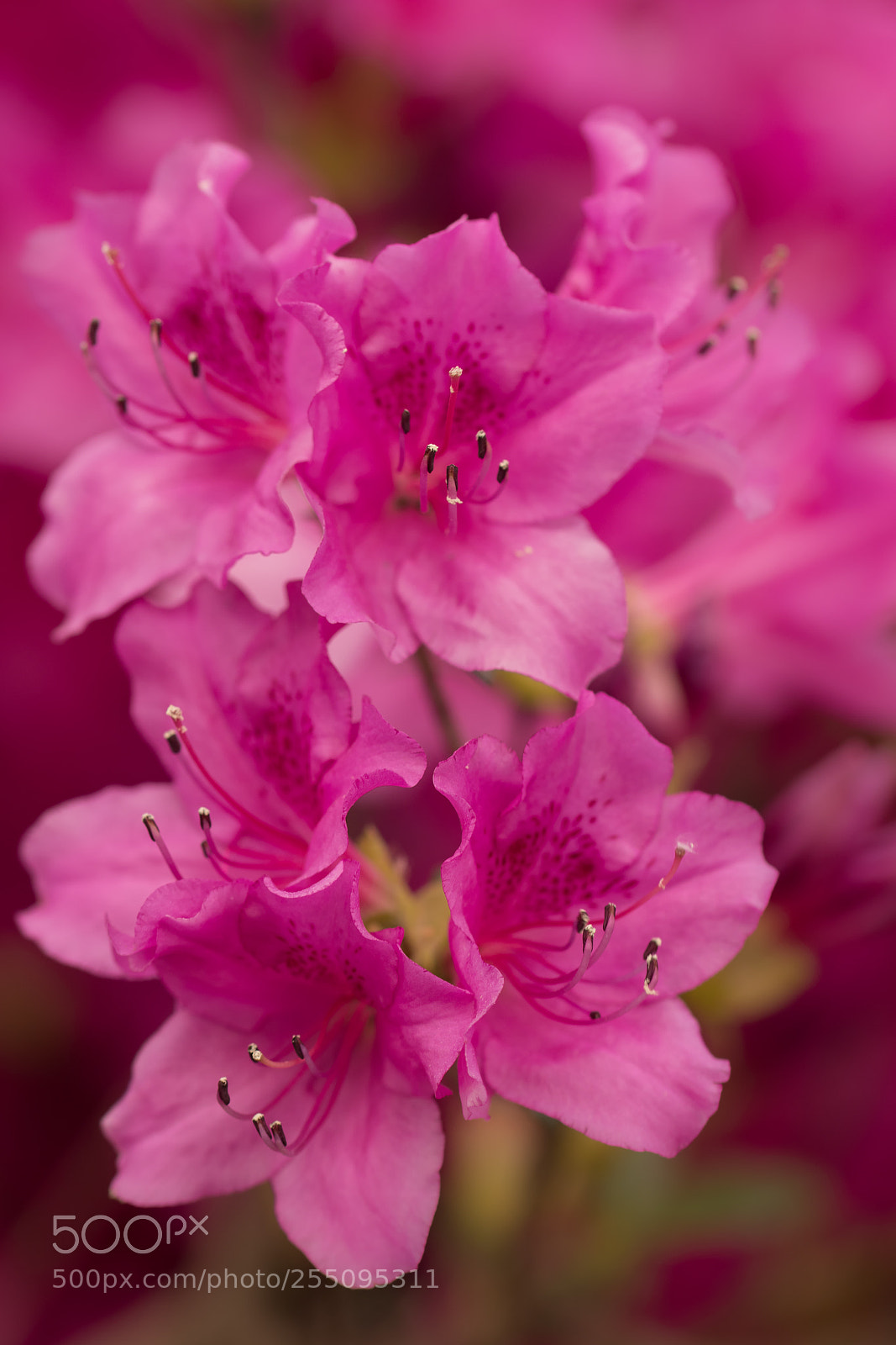 Canon EOS 77D (EOS 9000D / EOS 770D) sample photo. Untitled photography