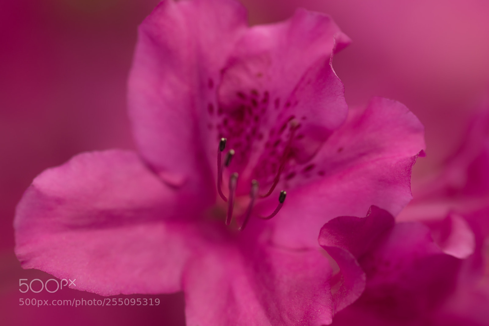 Canon EOS 77D (EOS 9000D / EOS 770D) sample photo. Flower from ornamental trees photography