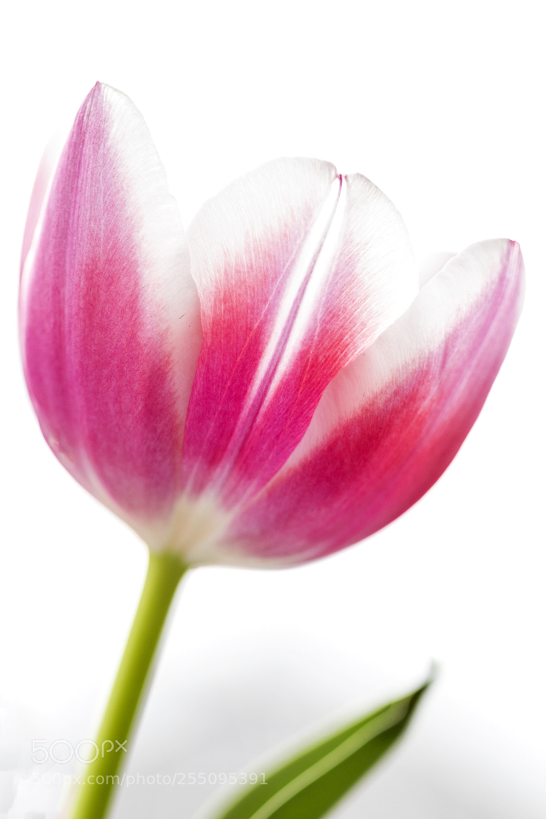 Canon EOS 700D (EOS Rebel T5i / EOS Kiss X7i) sample photo. Tulip photography