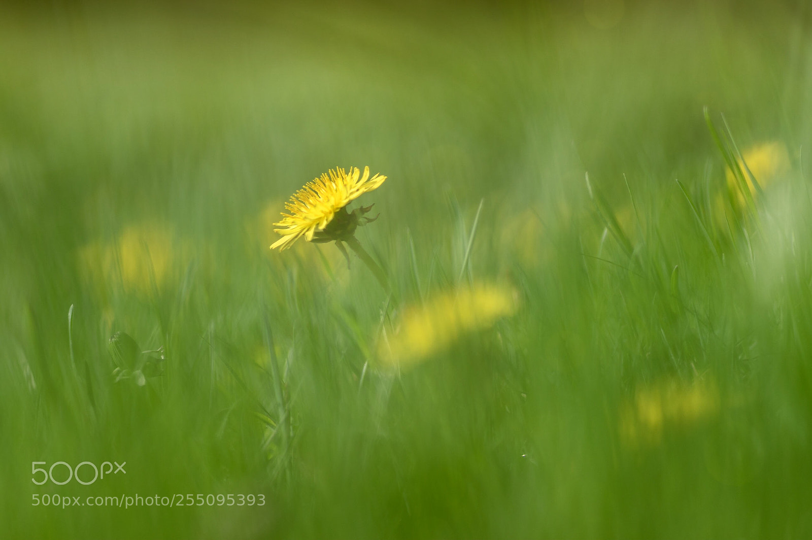 Pentax K-3 II sample photo. Dandelion photography