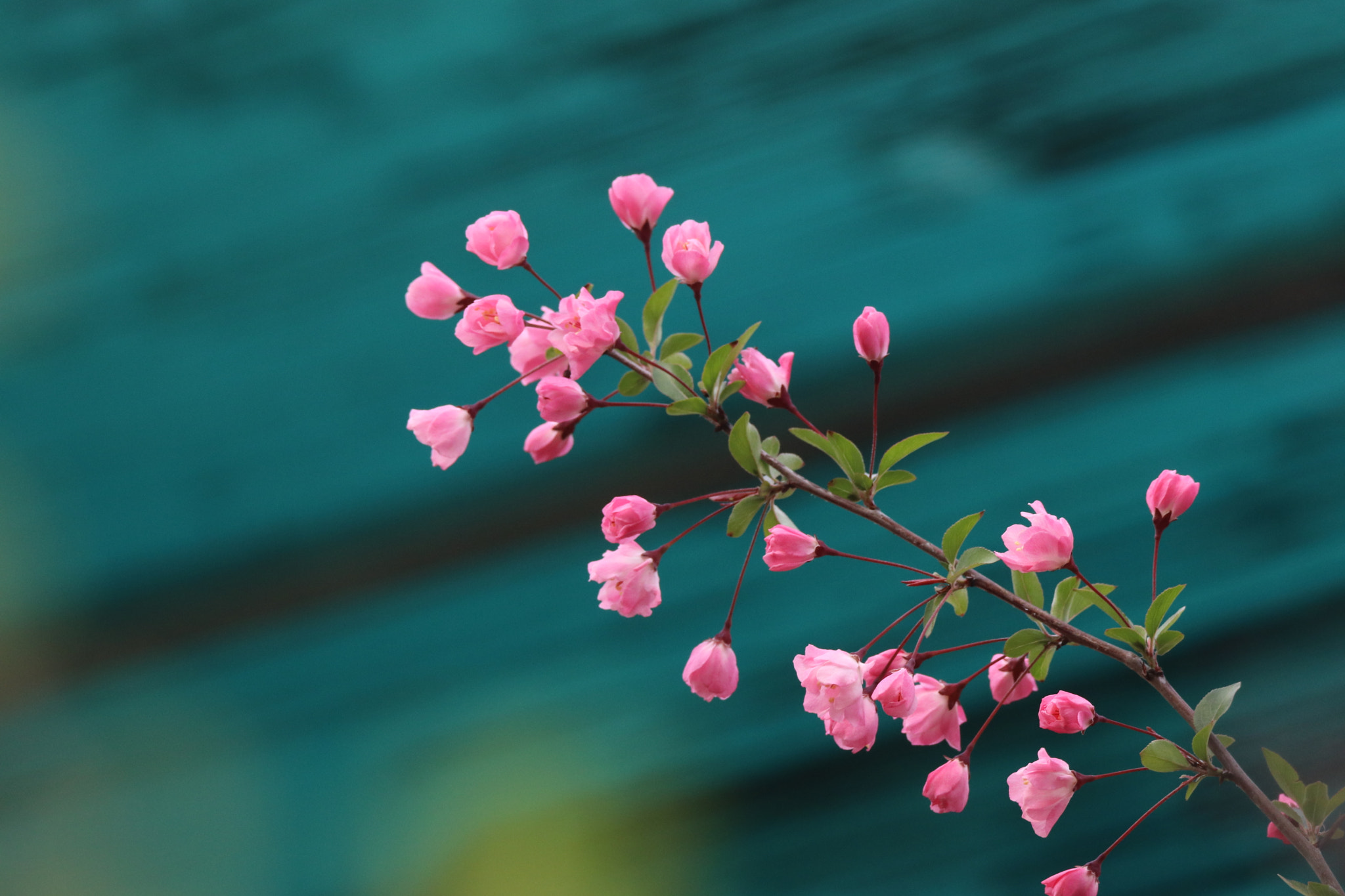 Tamron SP 150-600mm F5-6.3 Di VC USD sample photo. 花枝俏young heroes photography