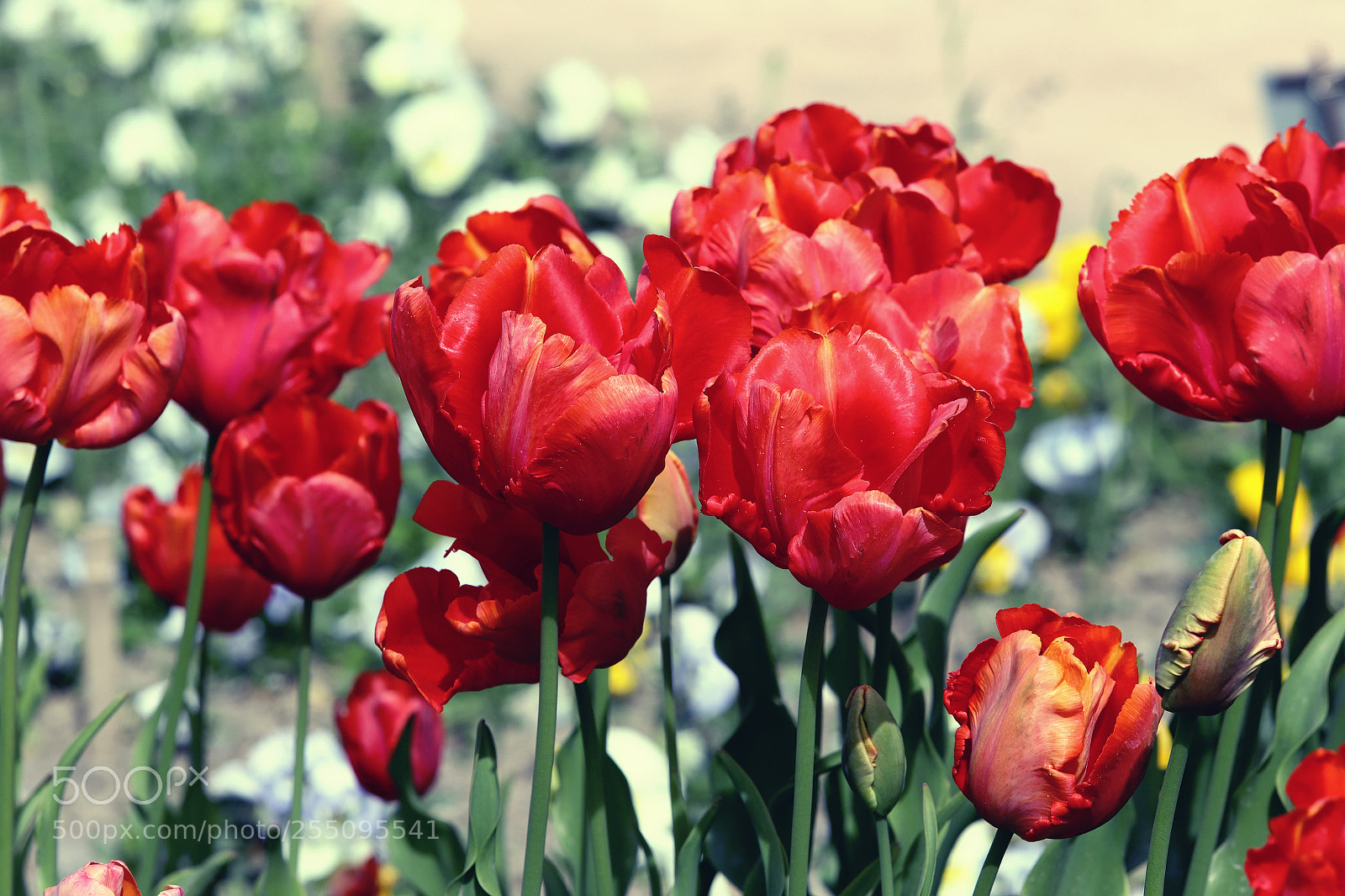 Canon EOS 6D Mark II sample photo. Tulips. photography