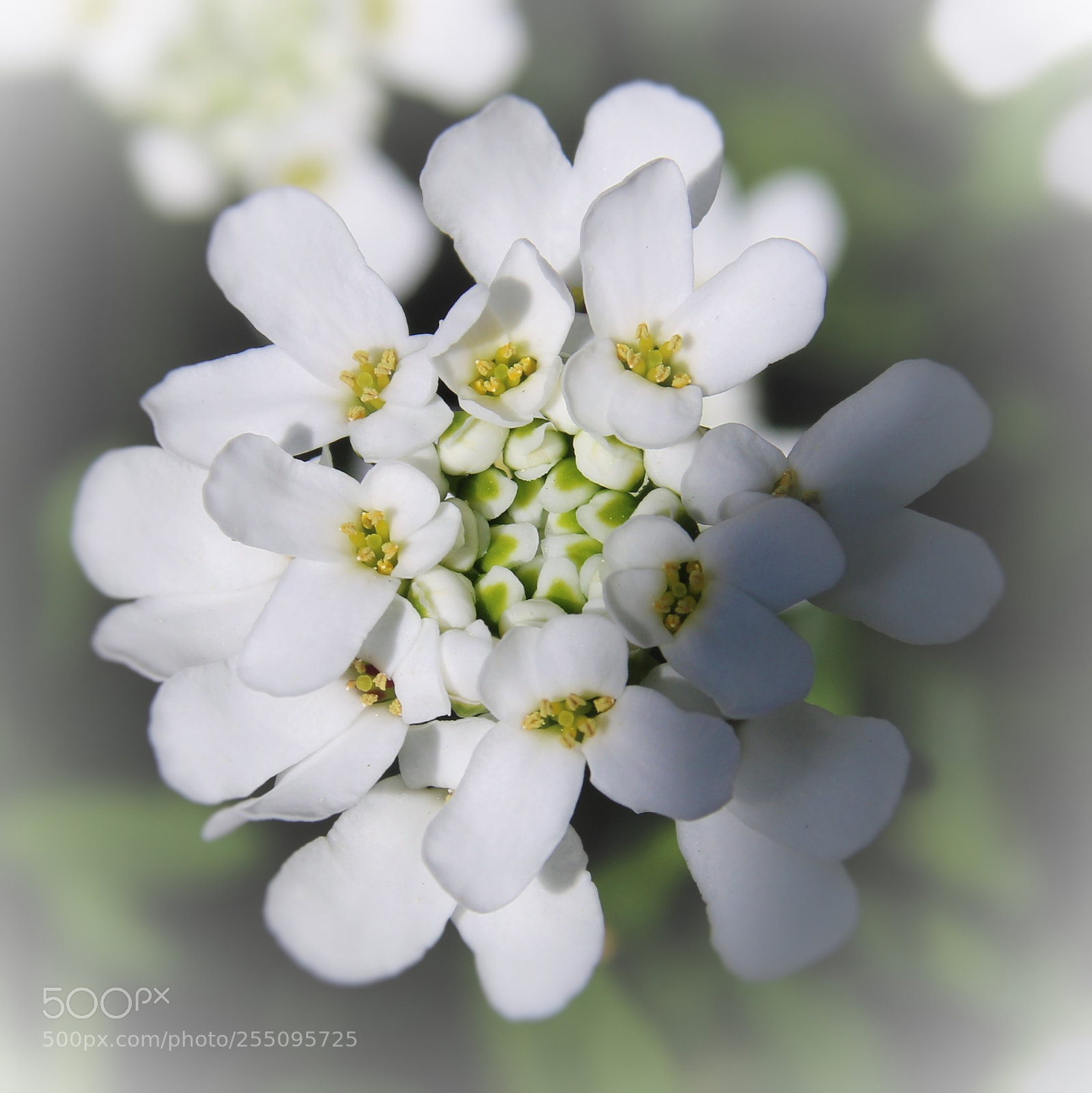 Canon EOS 7D Mark II sample photo. Beautiful little white flowers () photography