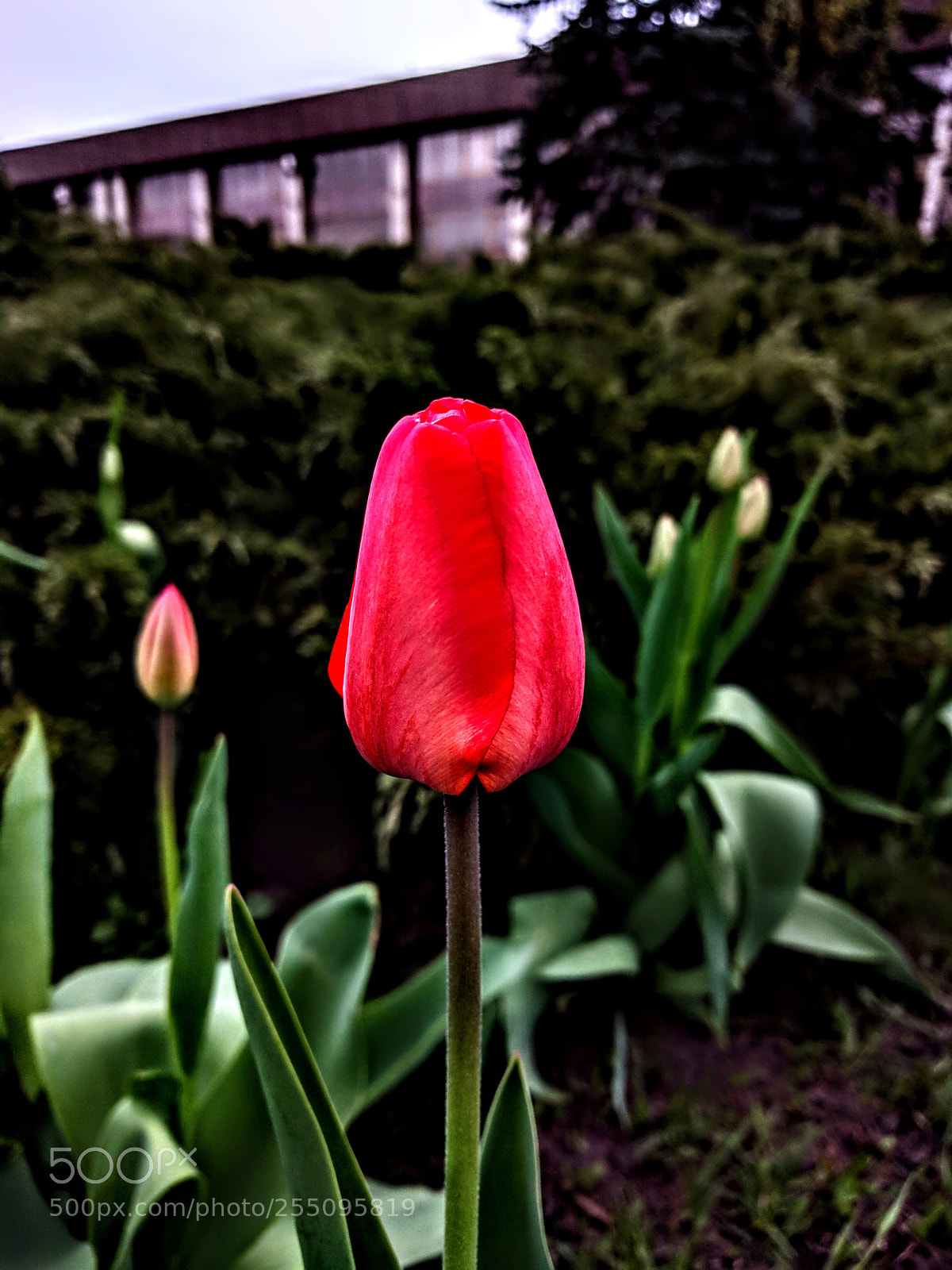 LG Nexus 5X sample photo. Untitled photography