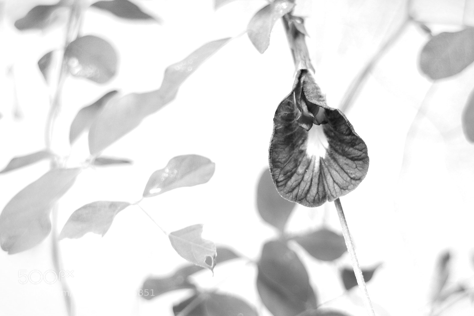 Canon EOS M3 sample photo. | butterfly pea | photography
