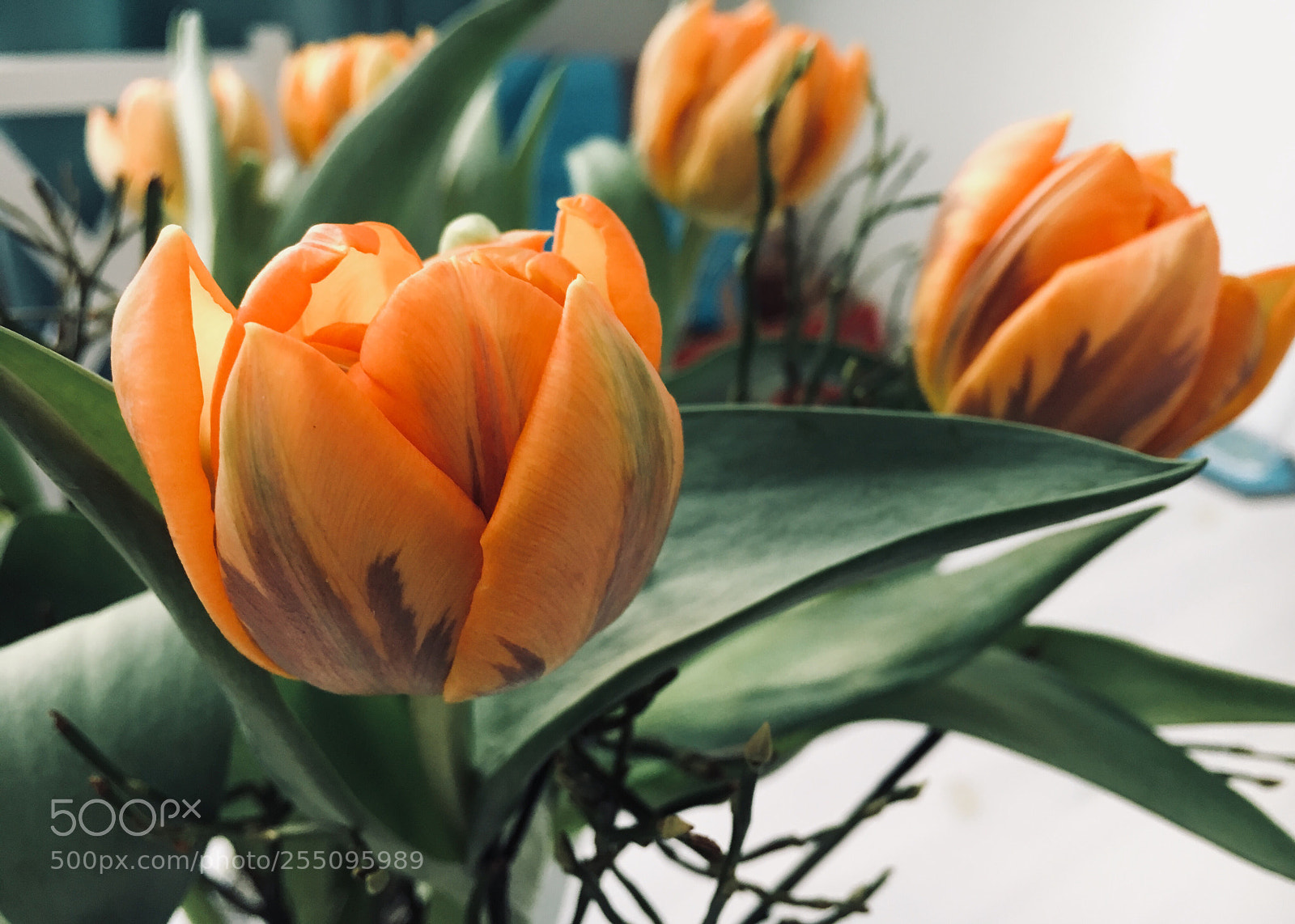 Apple iPhone 6s sample photo. Spring is coming photography