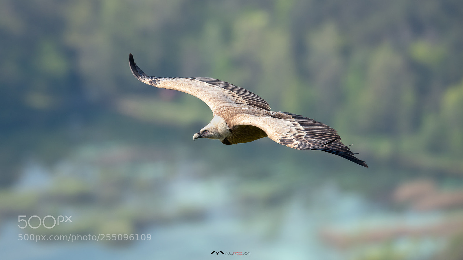 Nikon D5 sample photo. Grifone - gyps fulvus photography